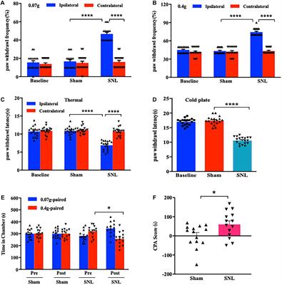 Gene Transcript Alterations in the Spinal Cord, Anterior Cingulate Cortex, and Amygdala in Mice Following Peripheral Nerve Injury